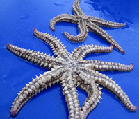 Starfish 8 feet