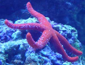 Starfish clones run away