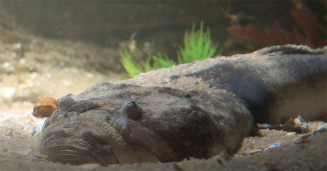 Starfish disappear under sand in the blink of an eye to camouflage