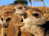 Startled at the 'badness' of cute animals
