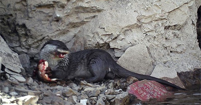 Startled at the bloodthirsty face of the otter