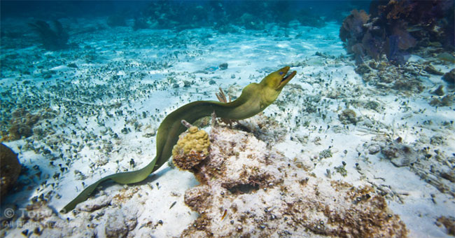 Startled, this swimmer banana is a god of death at the bottom of the ocean
