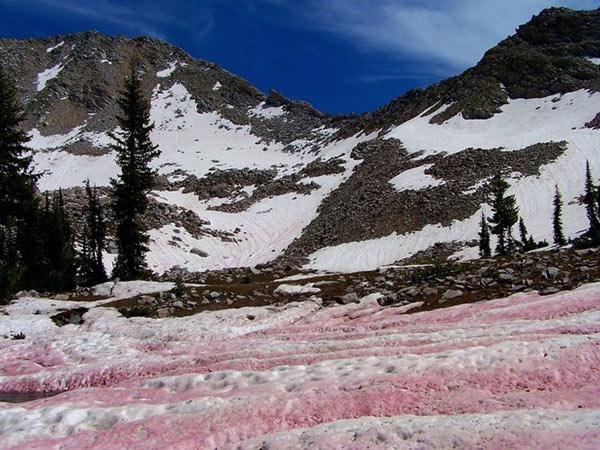 Startled with red snow like blood