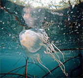 Startled with the danger of jellyfish invading the oceans