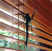 Startled with the 'monster' dragonfly more than 20cm long