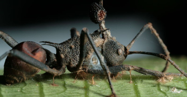 Startling about the parasitic fungus that turns ants into living corpses