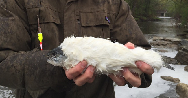 Startling the 'fish growing fur' makes the science world 'headache'?