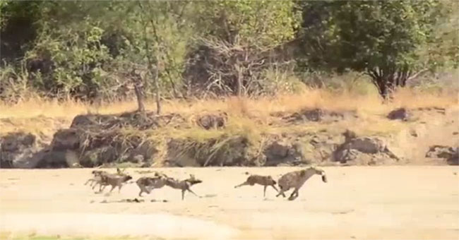 Stealing food, hyenas are hunted by a pack of wild dogs