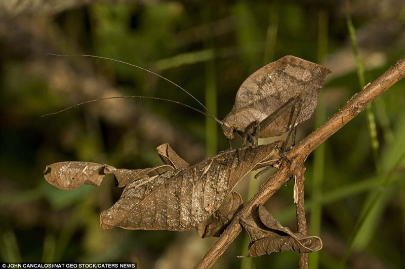 Stealthy assassins in nature