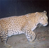'Stealthy' predators in India