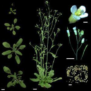 Stem cell function in normal cells of plants