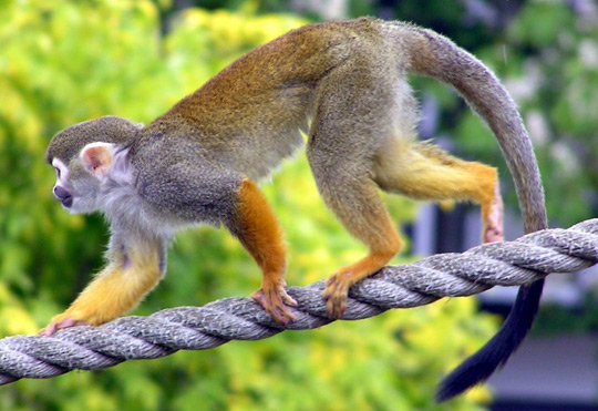 Stem cell therapy cures paralyzed monkeys