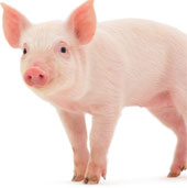 Stem cells are transplanted on pigs successfully