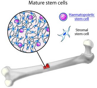Stem cells in the bone marrow can treat eye disease