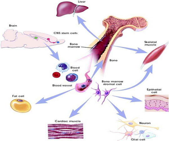 Stem cells quickly repair damaged muscles