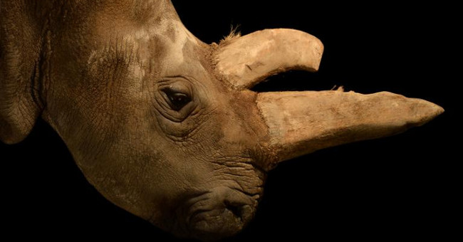Stem cells save the Northern white rhino from extinction