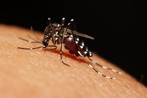 Sterilization of mosquitoes by artificial blood