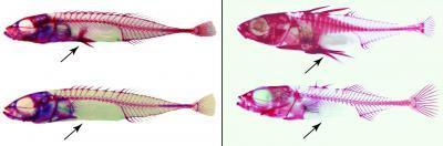 Sticklebacks have different genes but have the same evolutionary expression