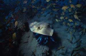 Stingray