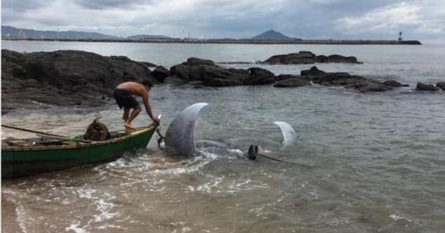 Stingray weighs more than a ton to frighten Brazilian fishermen