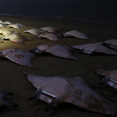 Stingrays are dead and full of sea