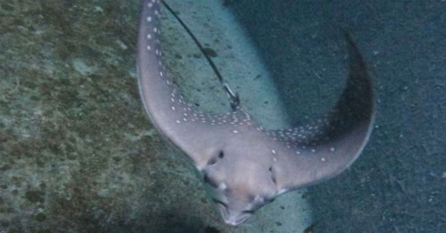 Stingrays 'female' spontaneously gives birth without mating
