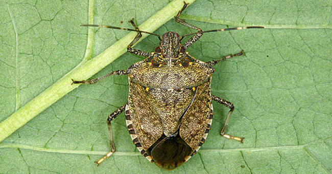 Stink bugs feed themselves to survive