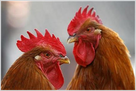 STMicro launches bird flu detection chip