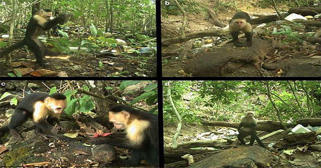 Stone monkeys make tools as mature as humans