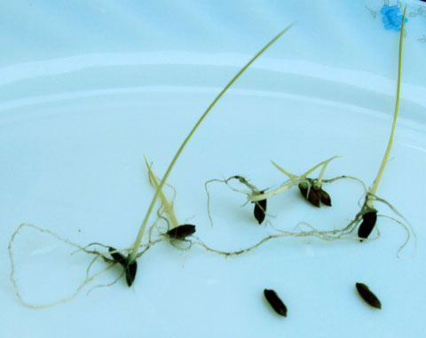 Stop studying 'ancient rice' Thanh Den