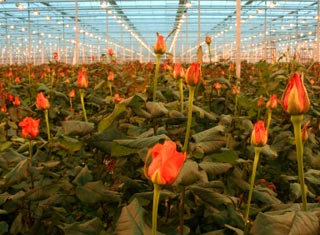 Storage techniques when cutting flowers
