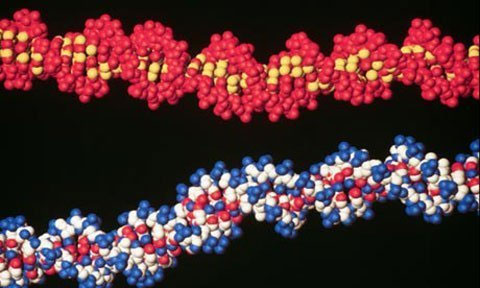 Store books right in DNA