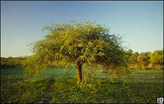 Store DNA from plants around the world