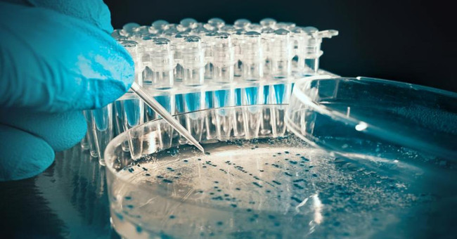 Store information into bacteria: The human USB permanently
