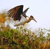 Stork bag