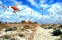 'Storm' Biblical grasshopper is real