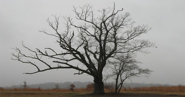 Story about 'devil tree': Witness the massacre of 1 family and many other deaths