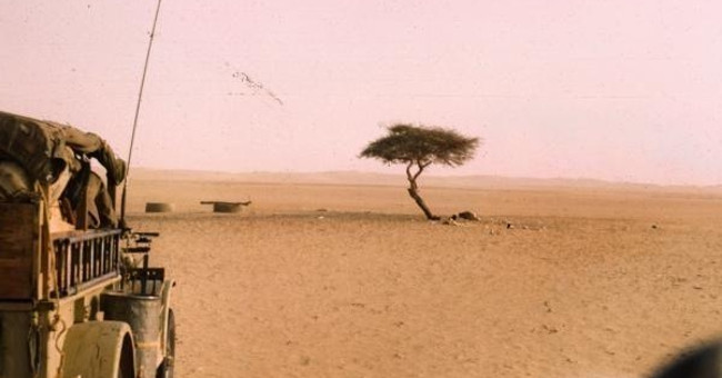 Story of the most lonely acacia tree on the planet