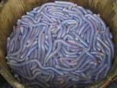 'Strabismus' with all kinds of trenches and sea creatures that advanced to the ancient king