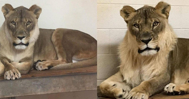 Strange 18-year-old female lion grows mane like a male