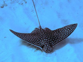 Strange 5 animals capable of generating electricity