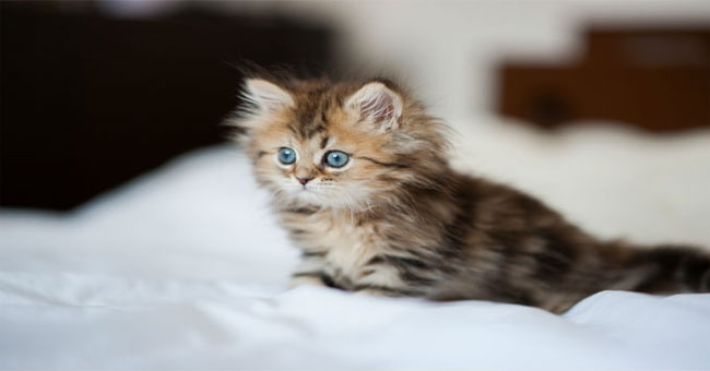 Strange ability of cats
