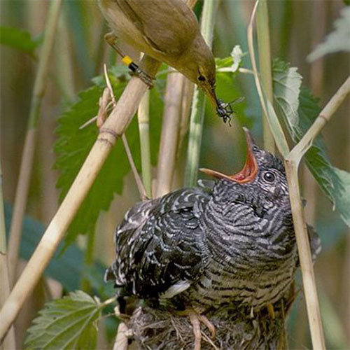 Strange animal-raising techniques of animals
