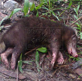 Strange animals attack people in Indonesia