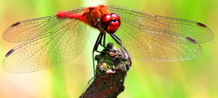 Strange antibacterial effect of dragonfly wings