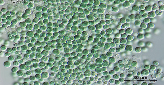 Strange bacteria create oxygen on a shocking Martian environment