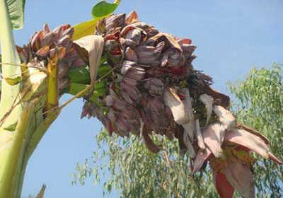 Strange banana trees show more than 100 flowers