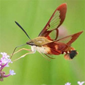 Strange beauty of inner wings