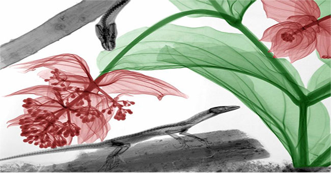 Strange beauty of nature when 'X-ray'