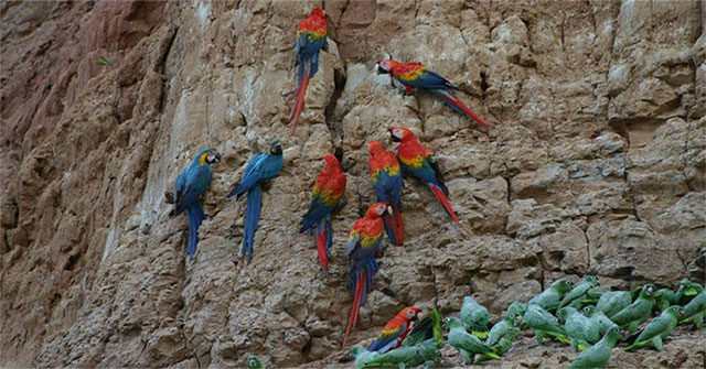 Strange bird colorful likes to eat clay